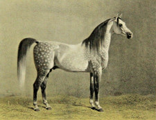 SELTEN Emil Volkers Araber