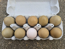 10 Olivleger Natoleger Moosleger Bruteier