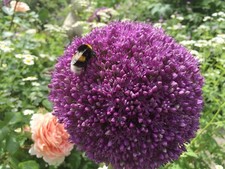 winterhart lila  Allium