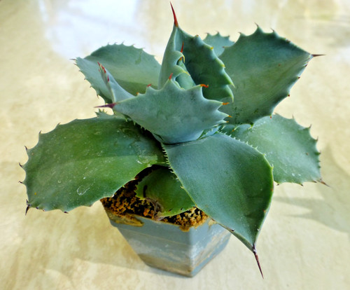 Agave potatorum var
