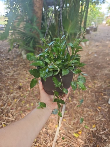 Large hoya lacunosa silver - hoya,