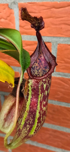 Nepenthes - (mollis, veitchii)