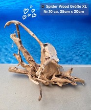 🪸 Moorkienwurzel-