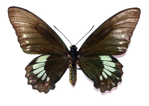 Lepidoptera papilionidae - lepidoptera,,