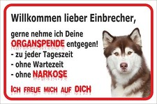 Schild vorsicht siberian - schild,