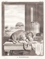 Hippopotamus Flusspferd