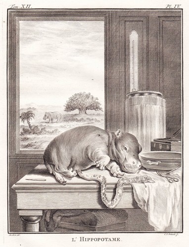 Hippopotamus flusspferd - hippopotamus,