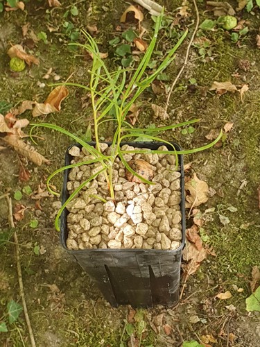Macrozamia crassifolia 1 - macrozamia,