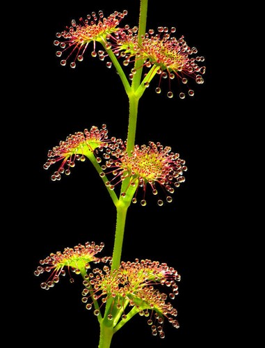 Drosera stolonifera 10 samen - drosera,