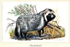 Marderhund (Nyctereutes