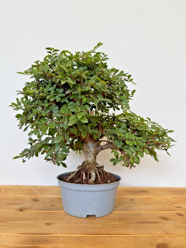 Bonsai japanische ulme - japanische,