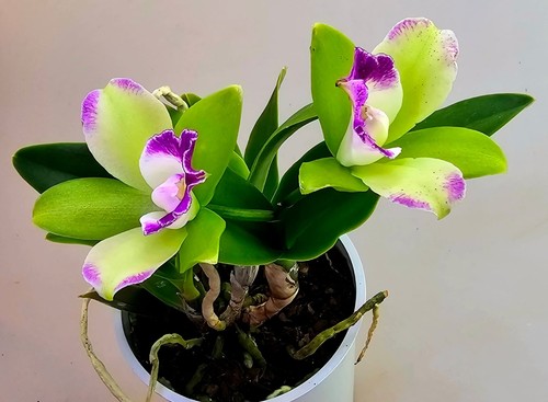 Blühende cattleya orchidee - blühende,