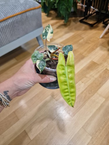 Philodendron billiate - philodendron,