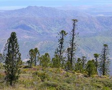 Araucaria laubenfelsii SEEDS -