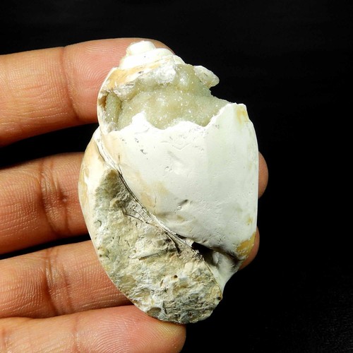 Natürliche schnecke fossil - natürliche,