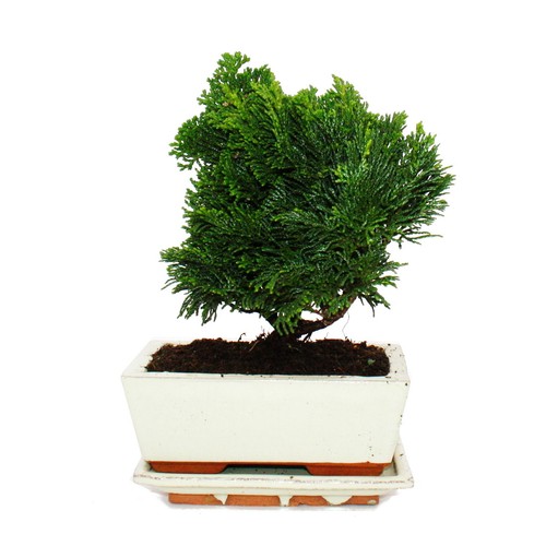 Exotenherz outdoor bonsai - outdoor-bonsai,