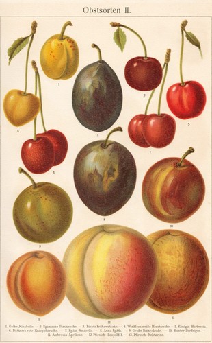 Obstsorten - , ii