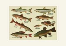 Huchen Äsche Schleie Karpfen Renke Lachs Fische BBB 12