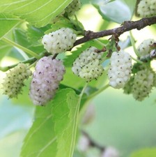 Weiße Maulbeere Maulbeerbaum