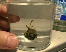 afrikanische Mini-Seerose