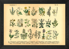 Kräuter Heilpflanzen 2