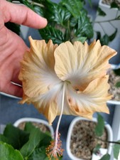 Hibiskus rosa sinensis - ,