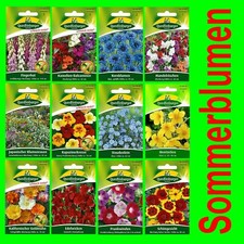 Sommerblumen mehrjährig - sommerblumen,