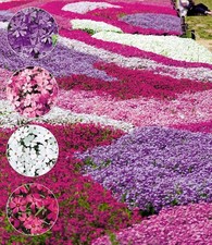 BALDUR Garten Phlox-Mix