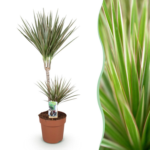 Zimmerpflanzen dracaena - zimmerpflanzen,
