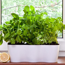 Kräutertopf Übertopf Blumentopf klein dekorativ robust