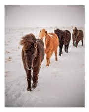 Islandpferde im Schnee