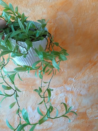 Tradescantia ivory hill - ivory,