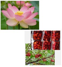 SAMEN echte LOTUS-PFLANZE und