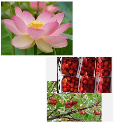 Samen echte lotus pflanze - samen, und
