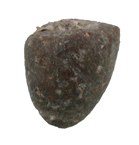 Karbon agassizocrinus conicus - ,