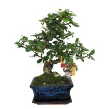 Exotenherz - Bonsai Fukientee - Carmona microphylla - ca. 6 Jahre