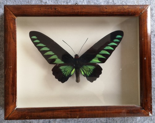 Schmetterling trogonoptera - schmetterling,