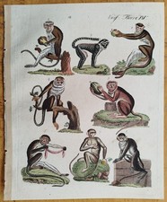 Affen etc.  - Bertuch 3 Kupferstiche - 1792