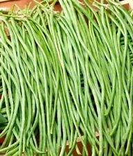 Spargelbohne / Meterbohnen 20 Samen  bis zu 1m lang - Schlangenbohne Bohnensamen