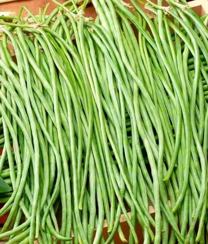 Spargelbohne meterbohnen 20 - /,