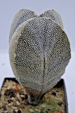Kakteen – Kaktus – Astrophytum myriostigma onzuka - 4cm