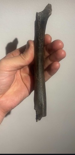 Raptor fossil dromaeosaurier - raptor,