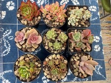 Sukkulenten 4 euro/Pflanze 7cm