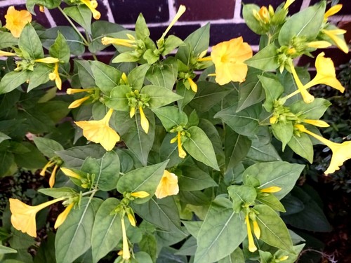 Wunderblume mirabilis jalapa - wunderblume,