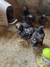 10 Bruteier Große Wyandotten