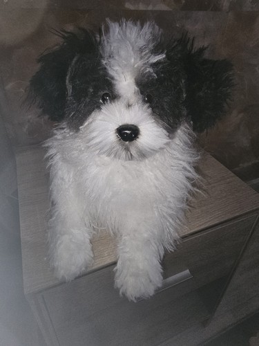 Hund kuscheltier handarbeit - kuscheltier,