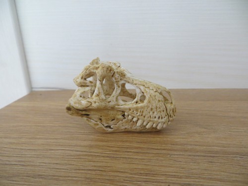 Schleich dinosaurier schädel - schleich,