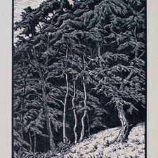 Karl Hennemann Wald Lichtung