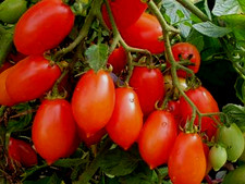 Tomatensamen ( 7+ Samen); alte italienische Sorte "Piennolo del Vesuvio", 2025