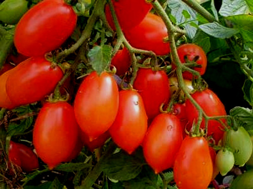 Tomatensamen alte - (,